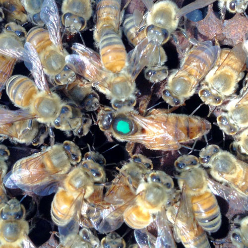 2019 Live Mated Italian Queen  Bee  Fast Shipping Go To www.summertimebees.com 