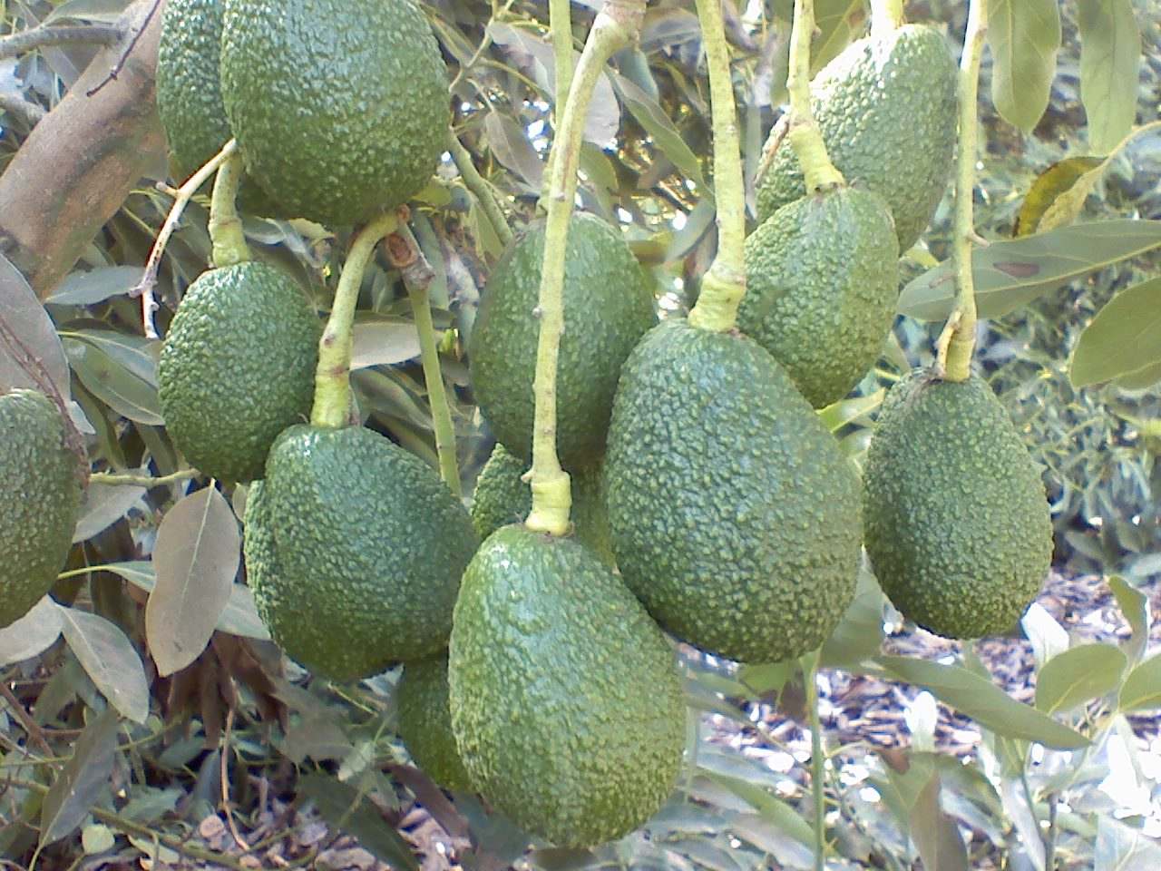 Avocado Pollination | Wildflower Meadows