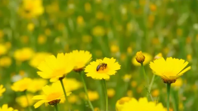 bee-flying-still - Wildflower Meadows