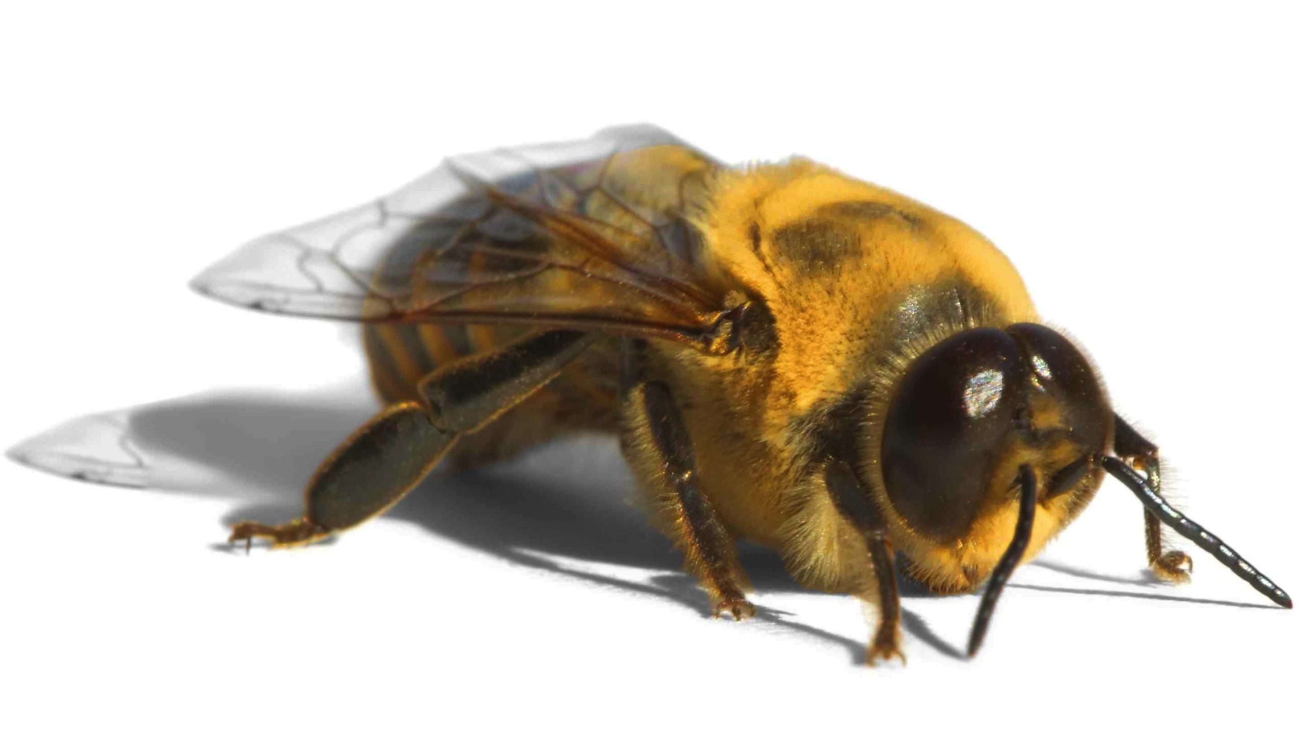 drone bee size