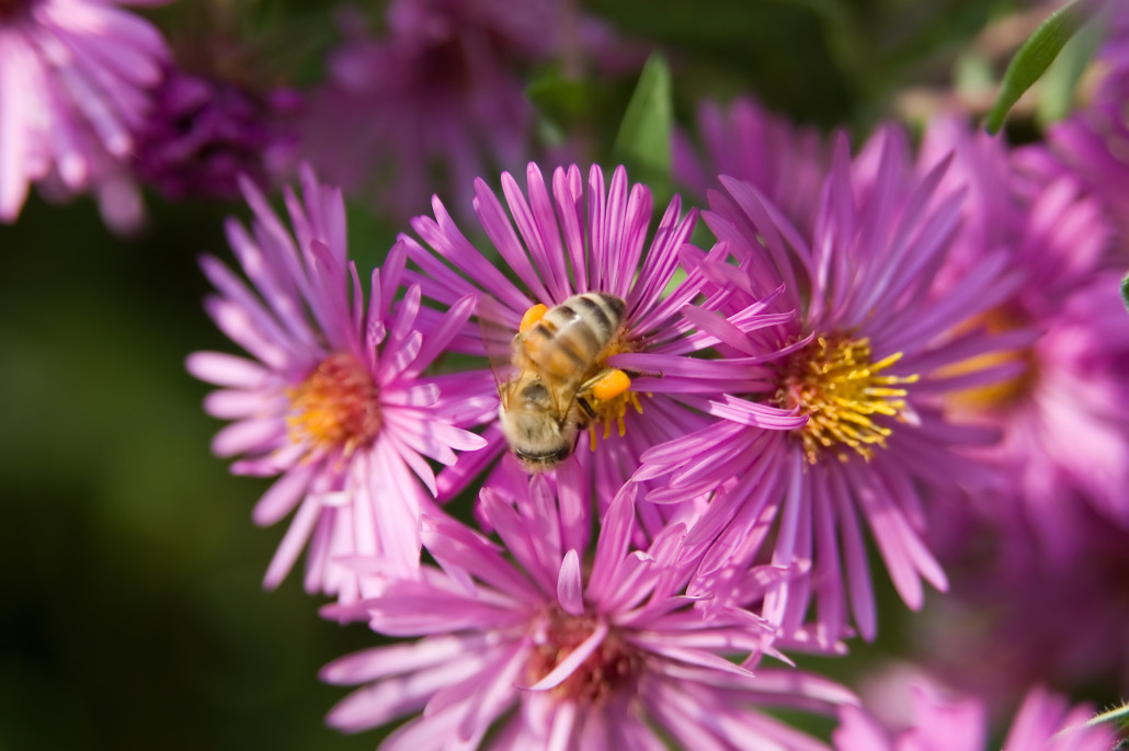 Honeybees And Gardening - Wildflower Meadows