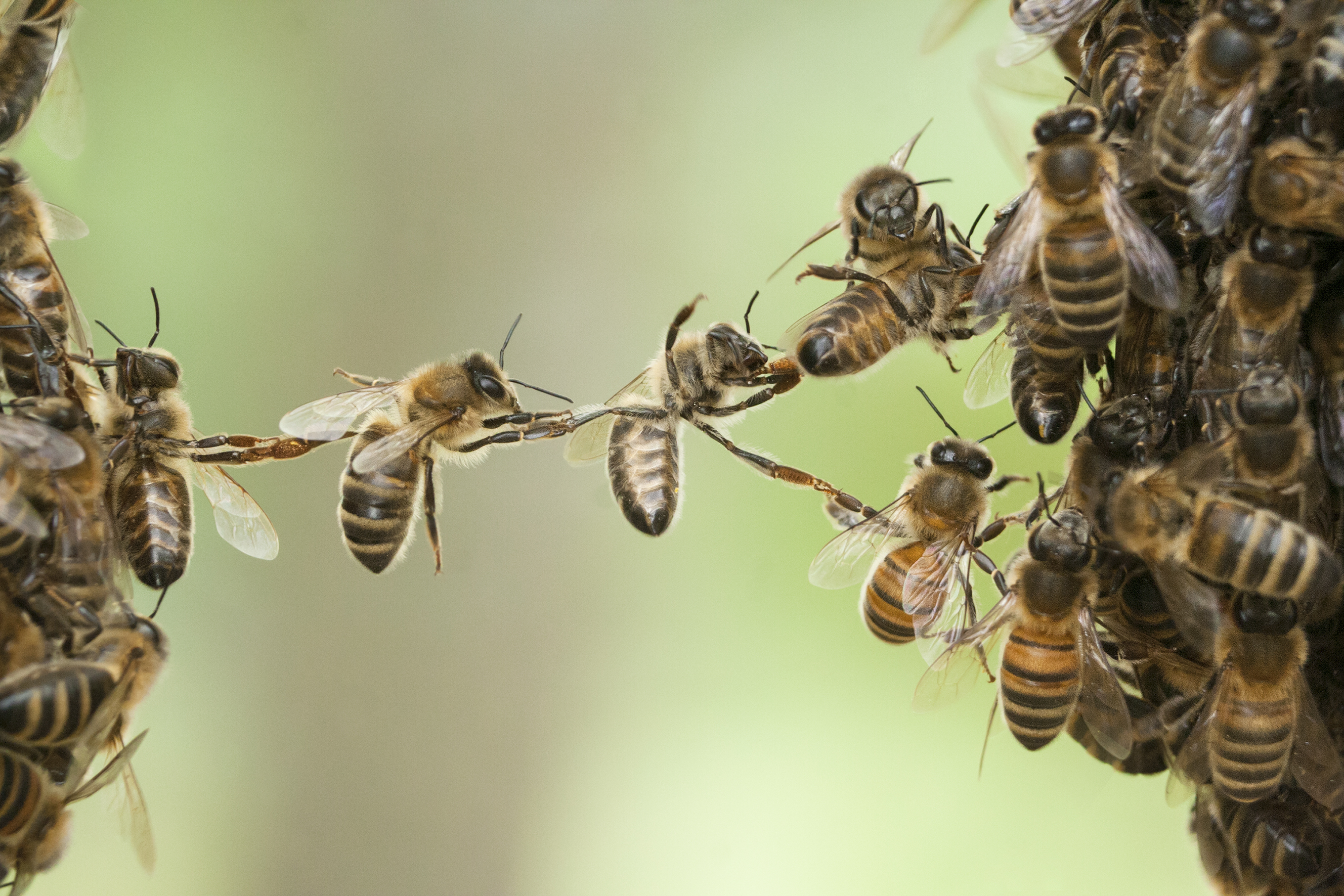 Festooning Bees | Wildflower Meadows