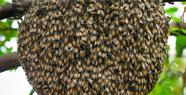 Why Do Bees Swarm? How Honey Bees Move Their Hives