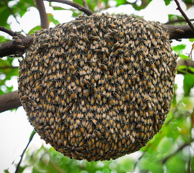 how much is a bee hive , how much honey does a bee hive produce