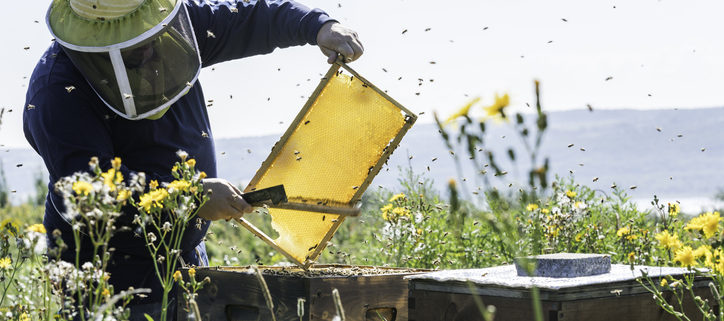 How to Help a Honey-bound Hive - Hobby Farms