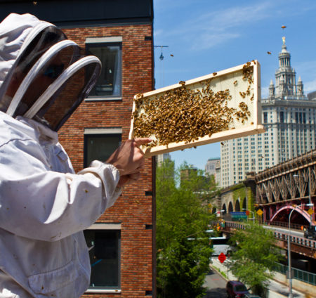 Urban Beekeeping | Wildflower Meadows