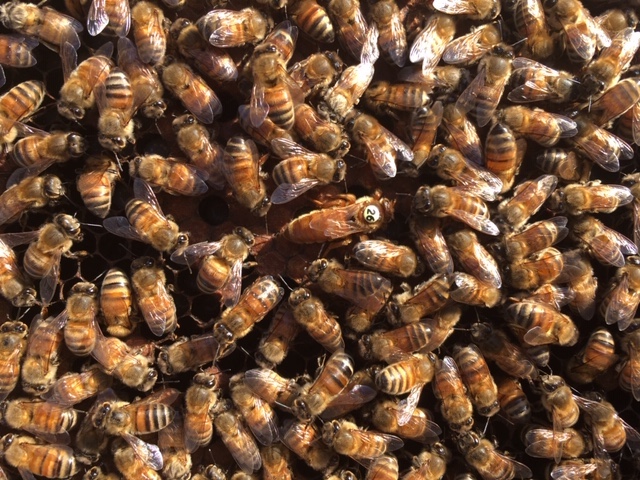 Details about   LOT OF FIVE LIVE MATED AND MARKED QUEEN ITALIAN HONEY BEES SHIPS EVERY TUESDAY 