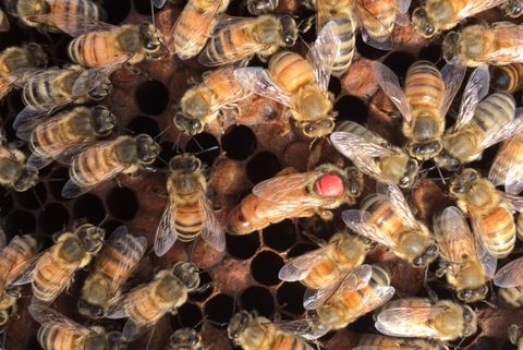 2019  Mated Honeybee Queen limited quantity 