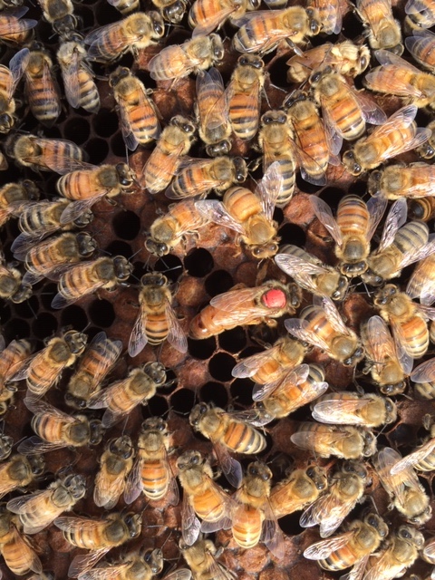 drone honey bee mating