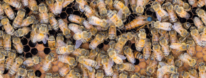 Mated Queen Bees
