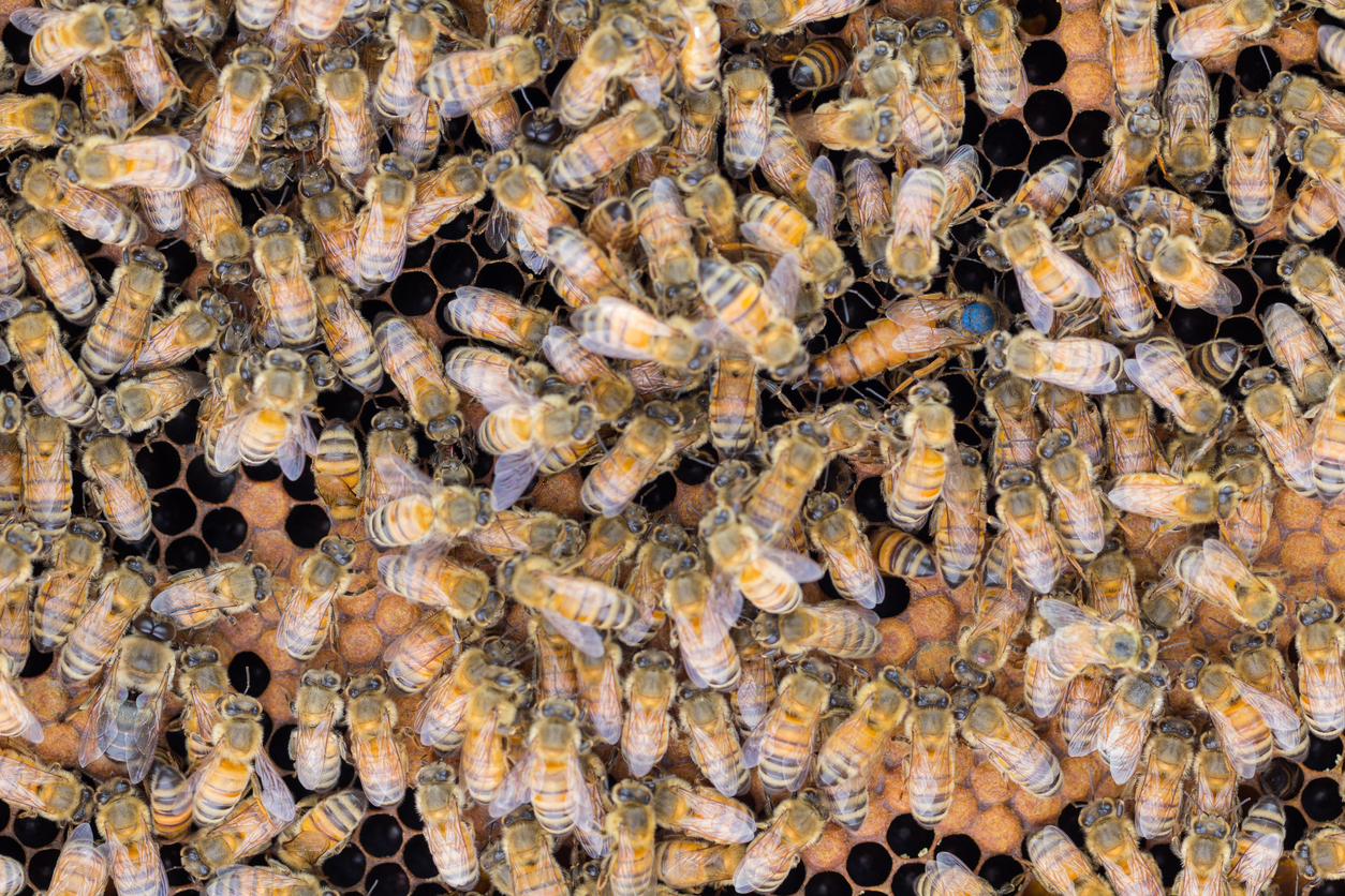 How Long Does a Queen Bee Live?