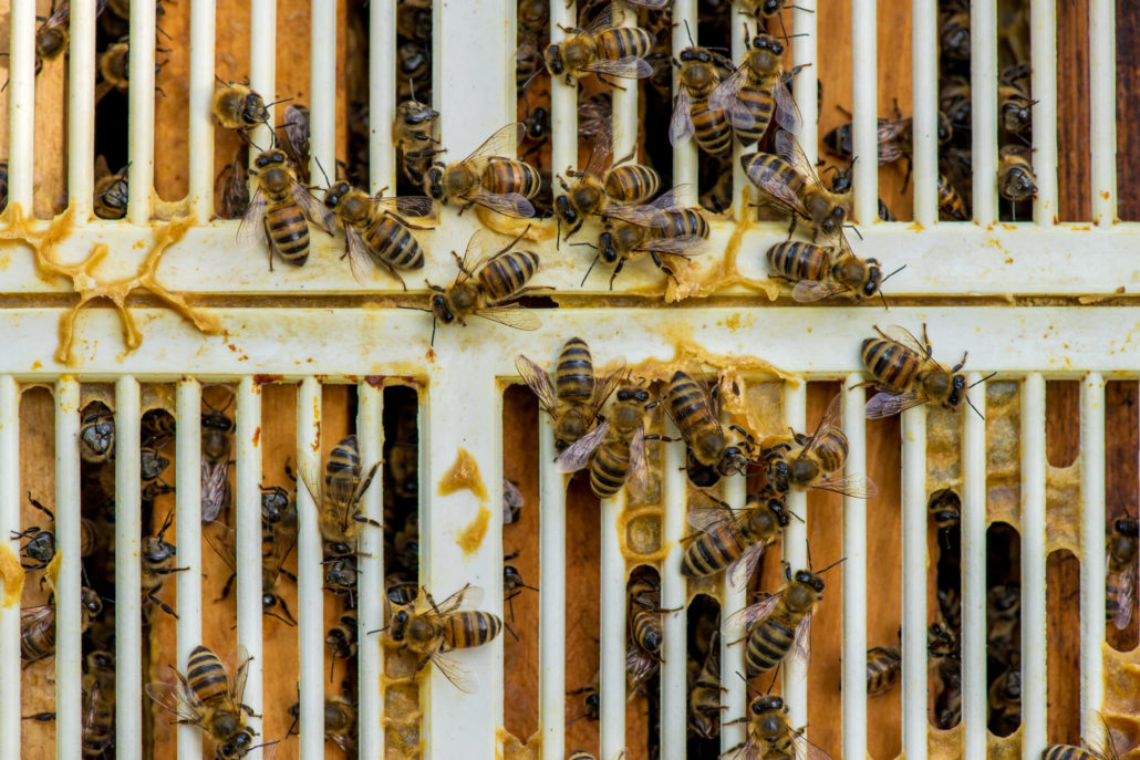 Beekeeping Bee Queen Excluder Grid Net Tool Equipment Apiculture B7P3 