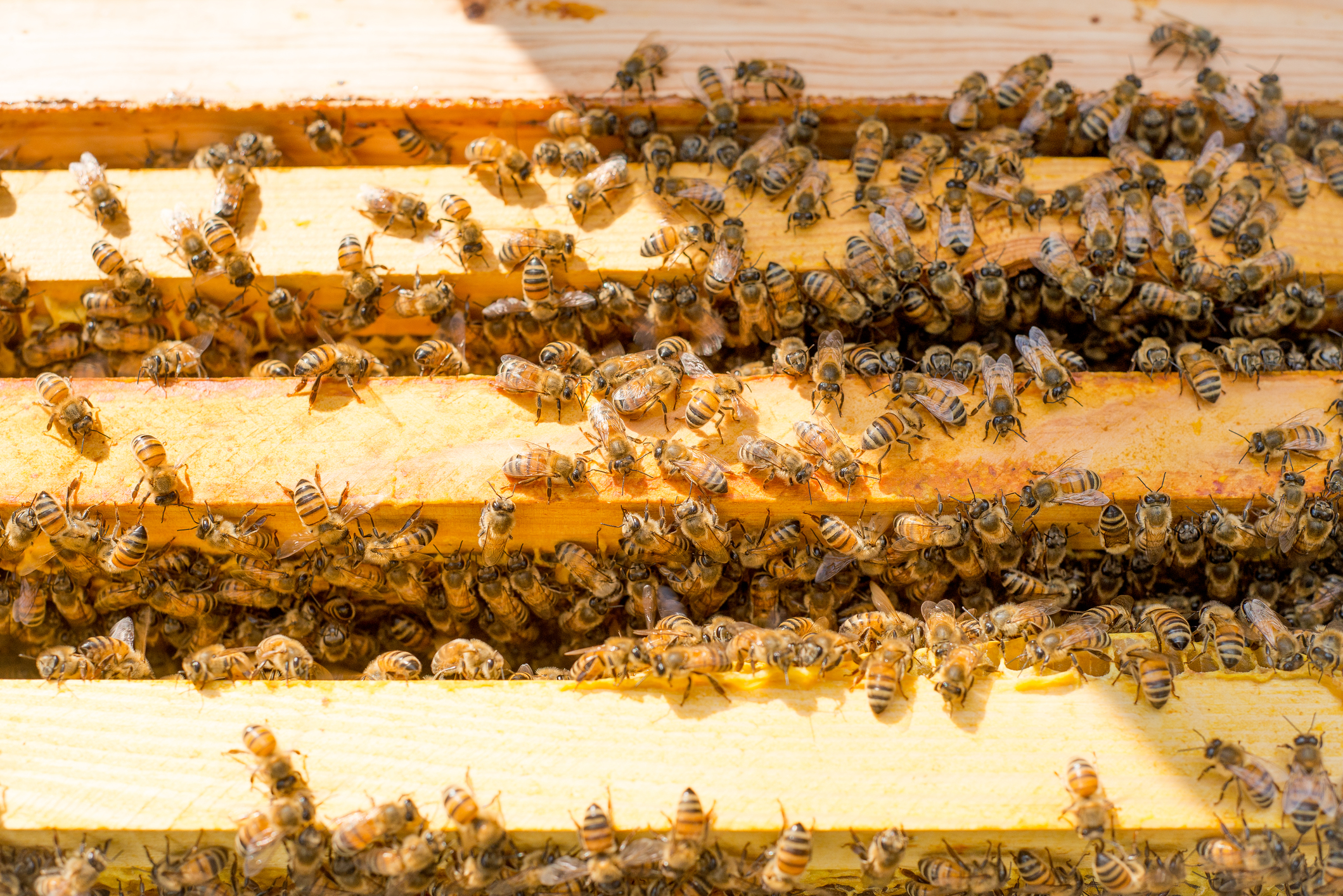 A Honey-Bound Colony - Wildflower Meadows