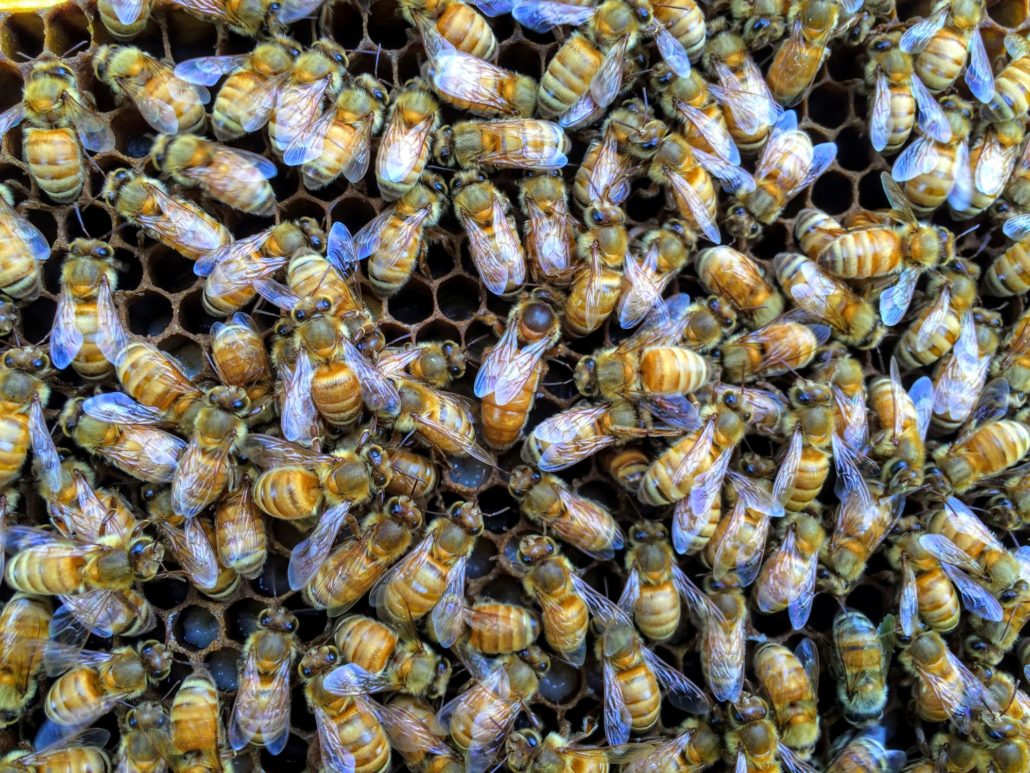 The Importance of the Queen Bee, Georgia Outdoors