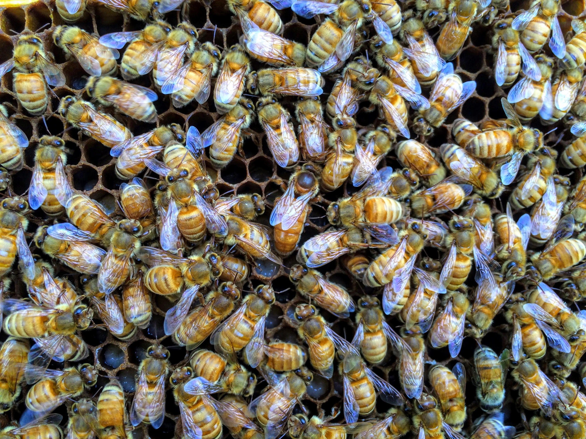 What Makes a Quality Queen Honeybee? - Wildflower Meadows