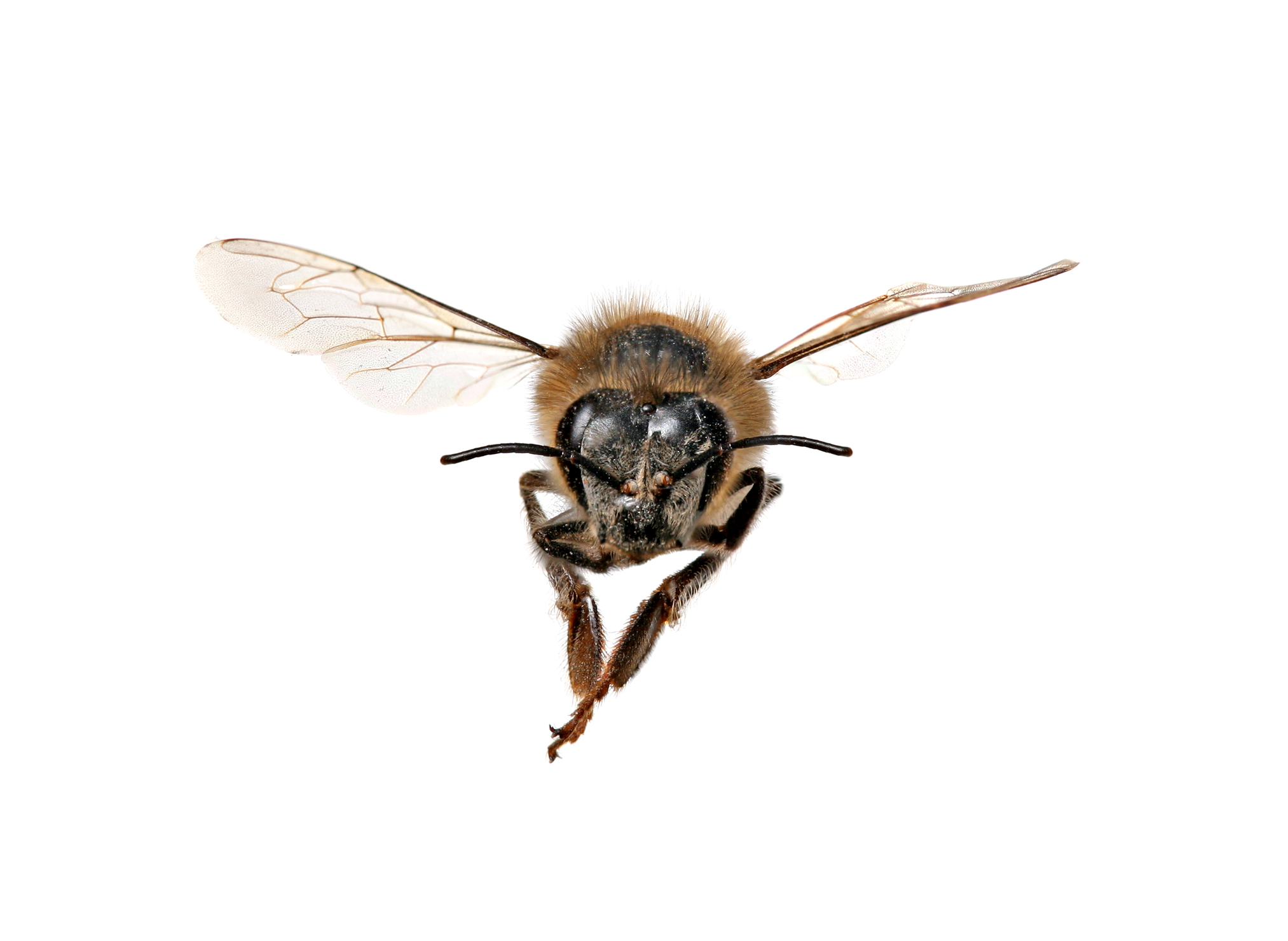 The Five Eyes of the Honeybee - Wildflower Meadows
