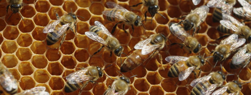 The secret ingredient that turns honeybees into queen bees •