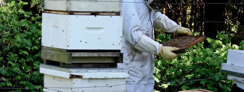 Local beekeepers prepare hives for harsh winter weather