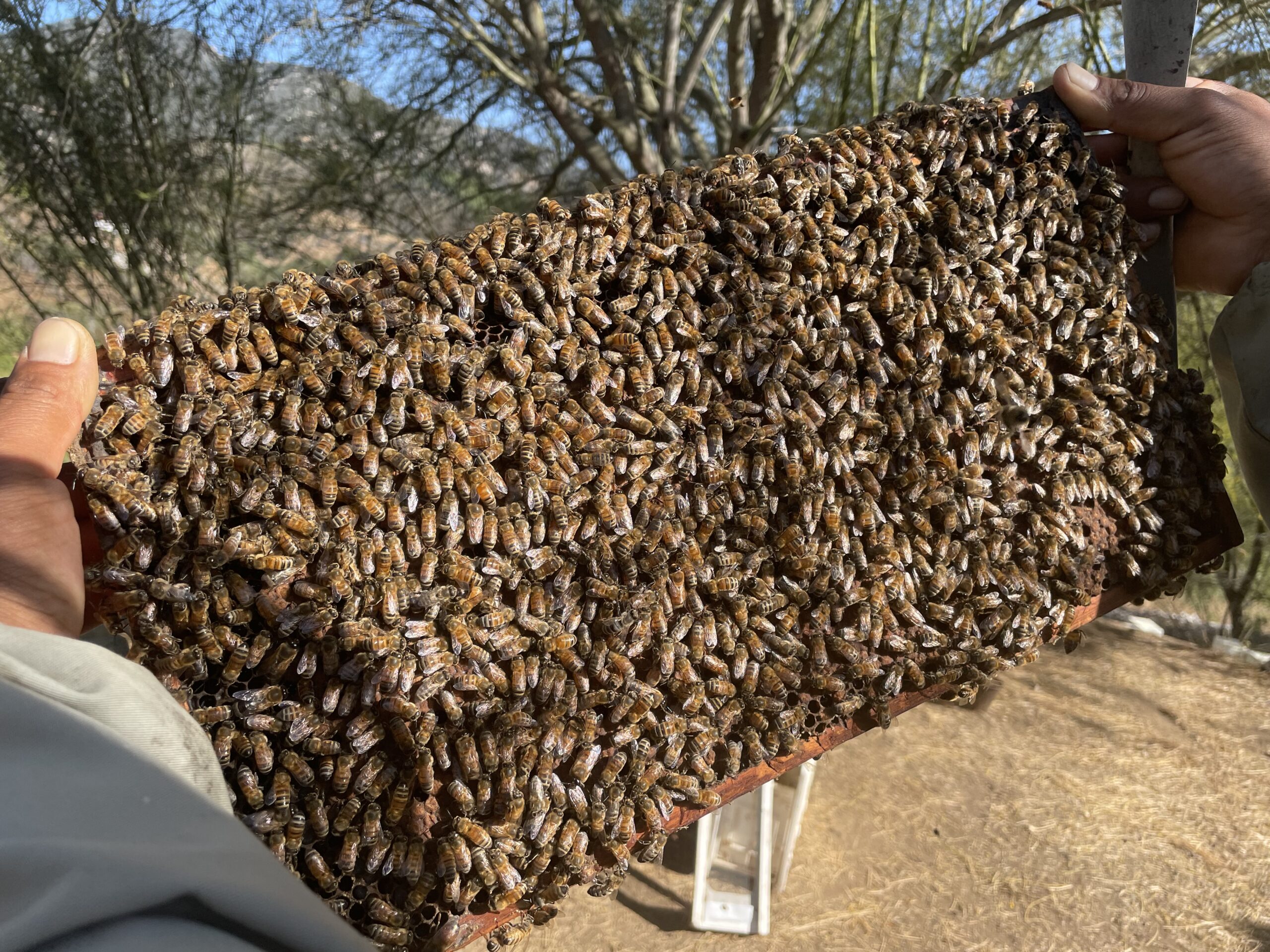 Virgin Queen Bees - Wildflower Meadows