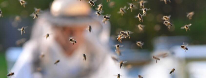 The Five Eyes of the Honeybee - Wildflower Meadows